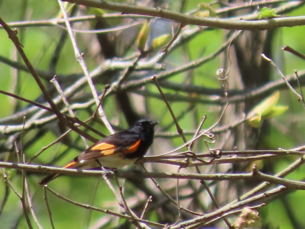 American Redstart - ML634659907