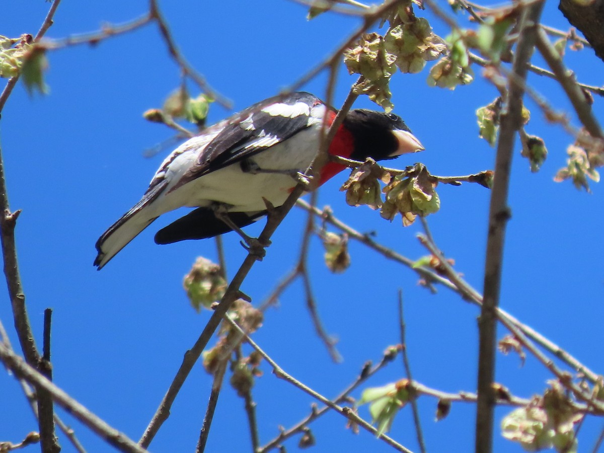 Rose-breasted Grosbeak - ML634659910
