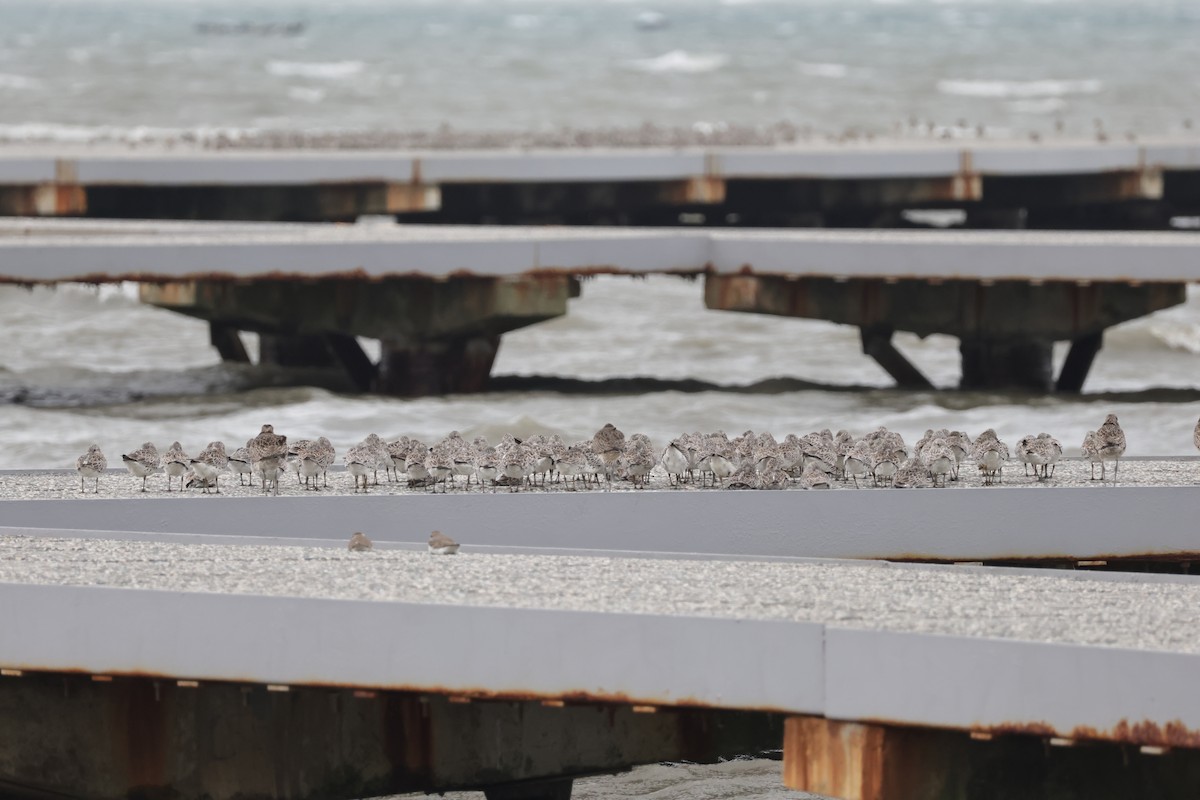 Great Knot - ML634659945