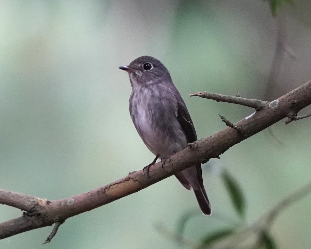 Dark-sided Flycatcher - ML634660043