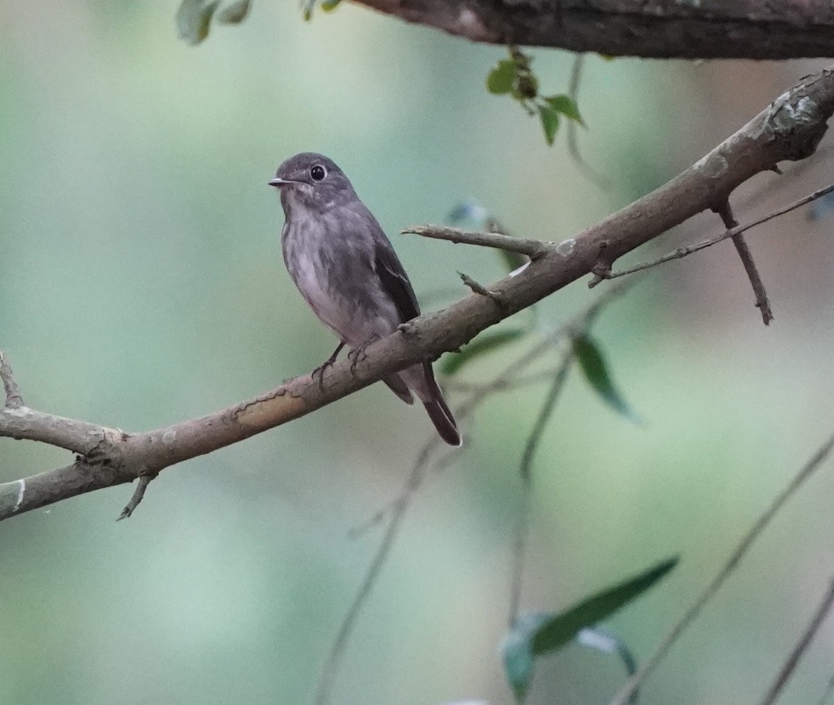 Dark-sided Flycatcher - ML634660044