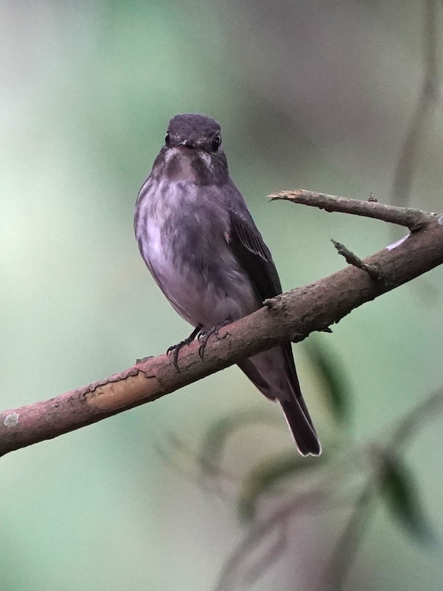 Dark-sided Flycatcher - ML634660045