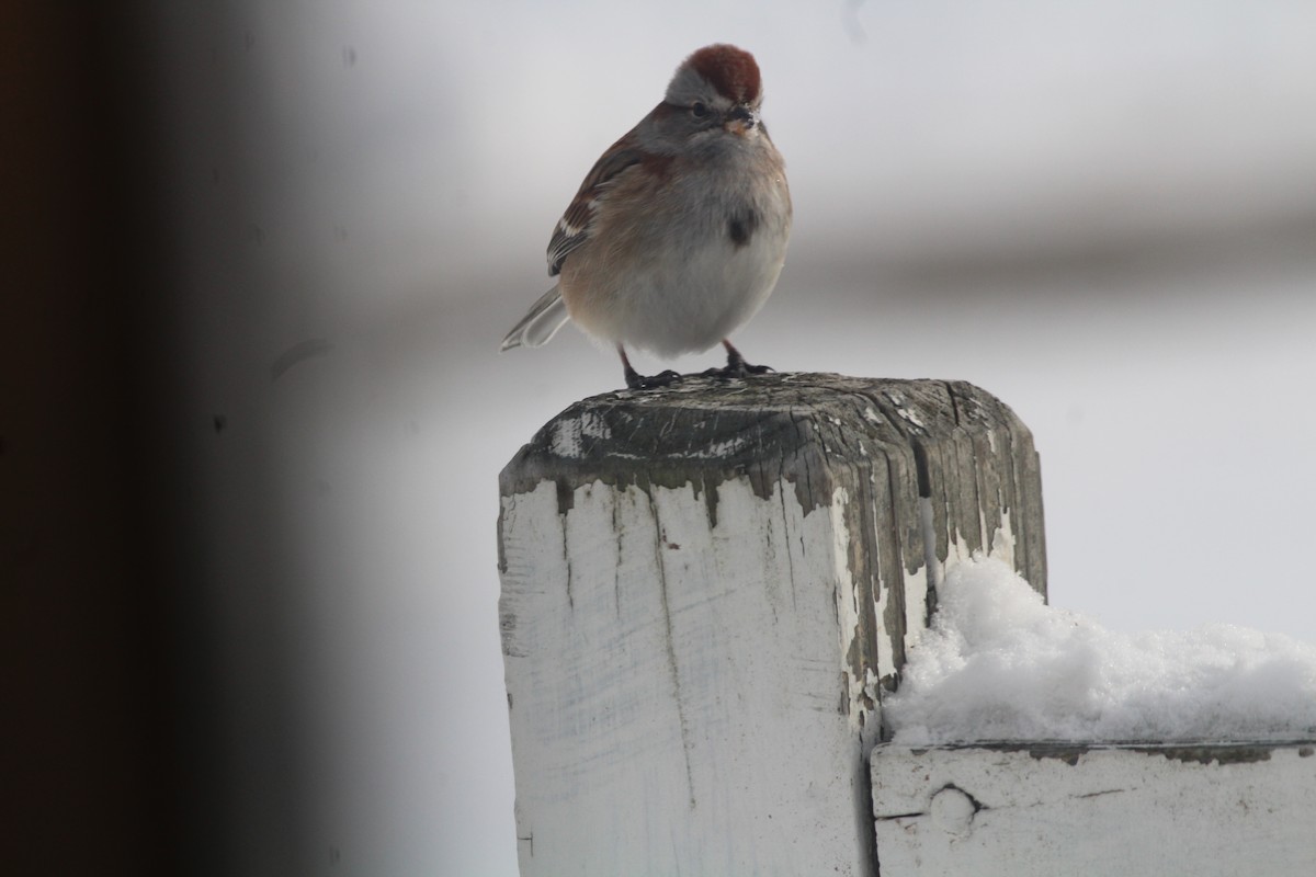 American Tree Sparrow - ML634660060