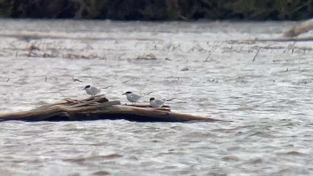 Forster's Tern - ML634660187