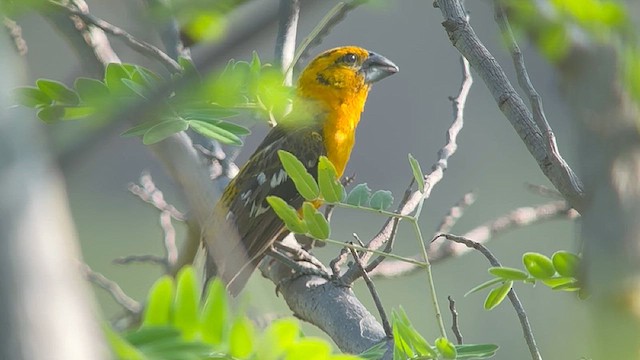 オウゴンイカル（aurantiacus） - ML634660211