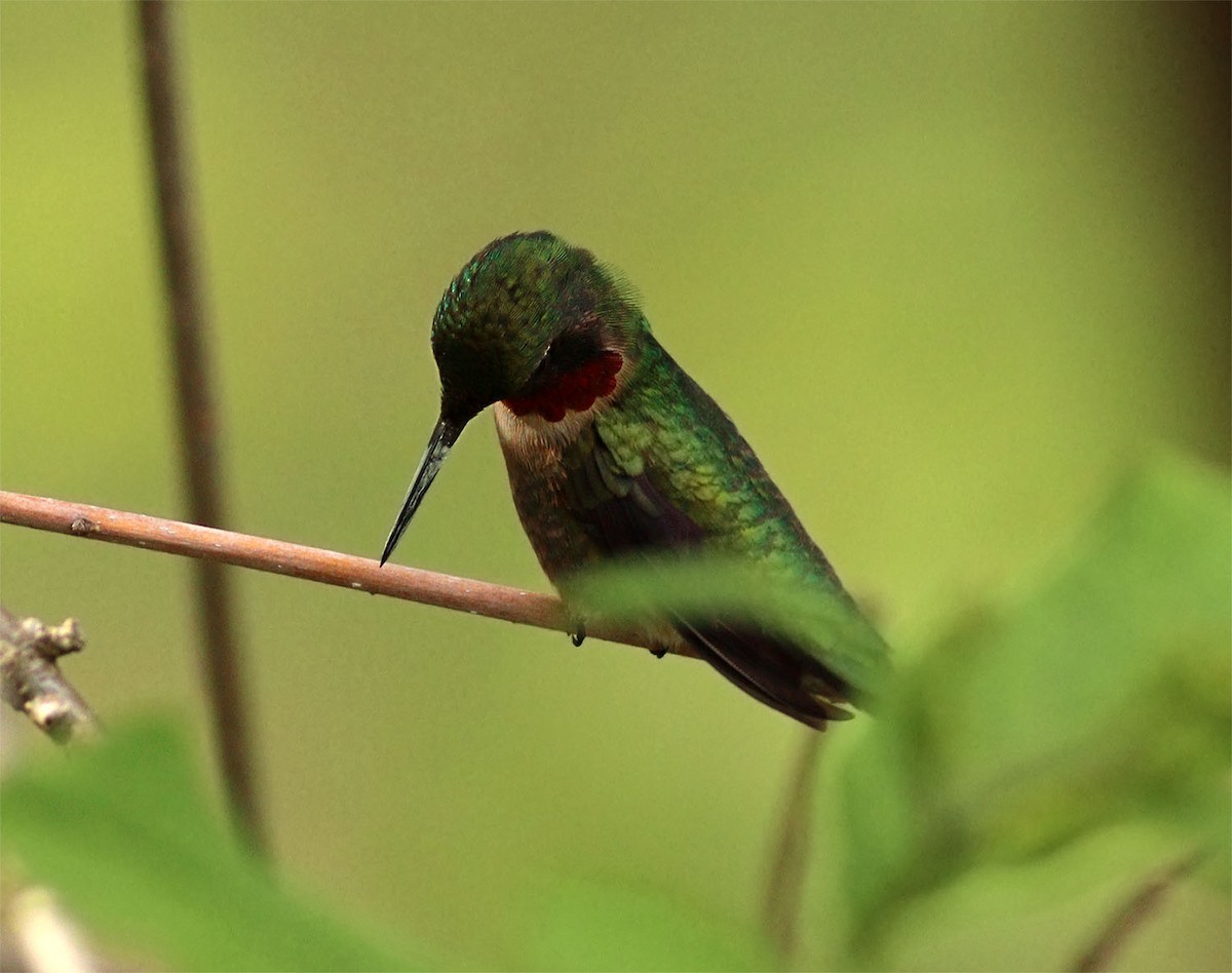 Ruby-throated Hummingbird - ML634660237