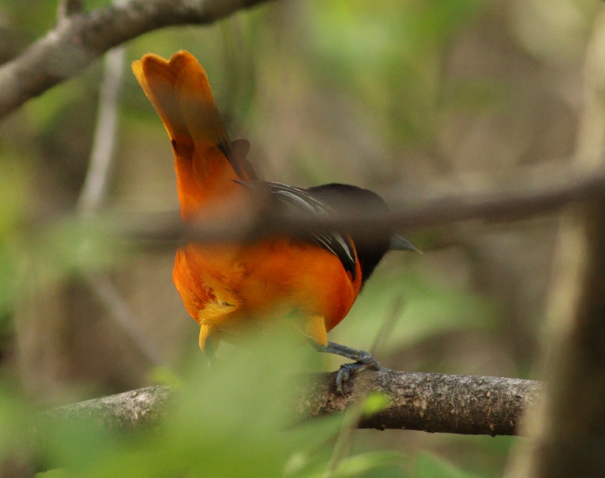 Baltimore Oriole - ML634660255