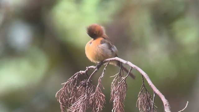 Хохлатый мухолов (phaeocercus/tenuirostris) - ML634660272