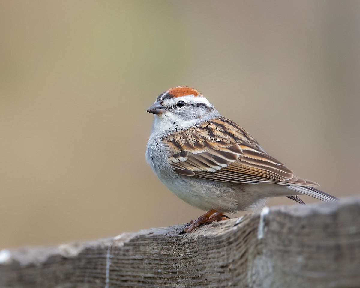 Chipping Sparrow - ML634660275