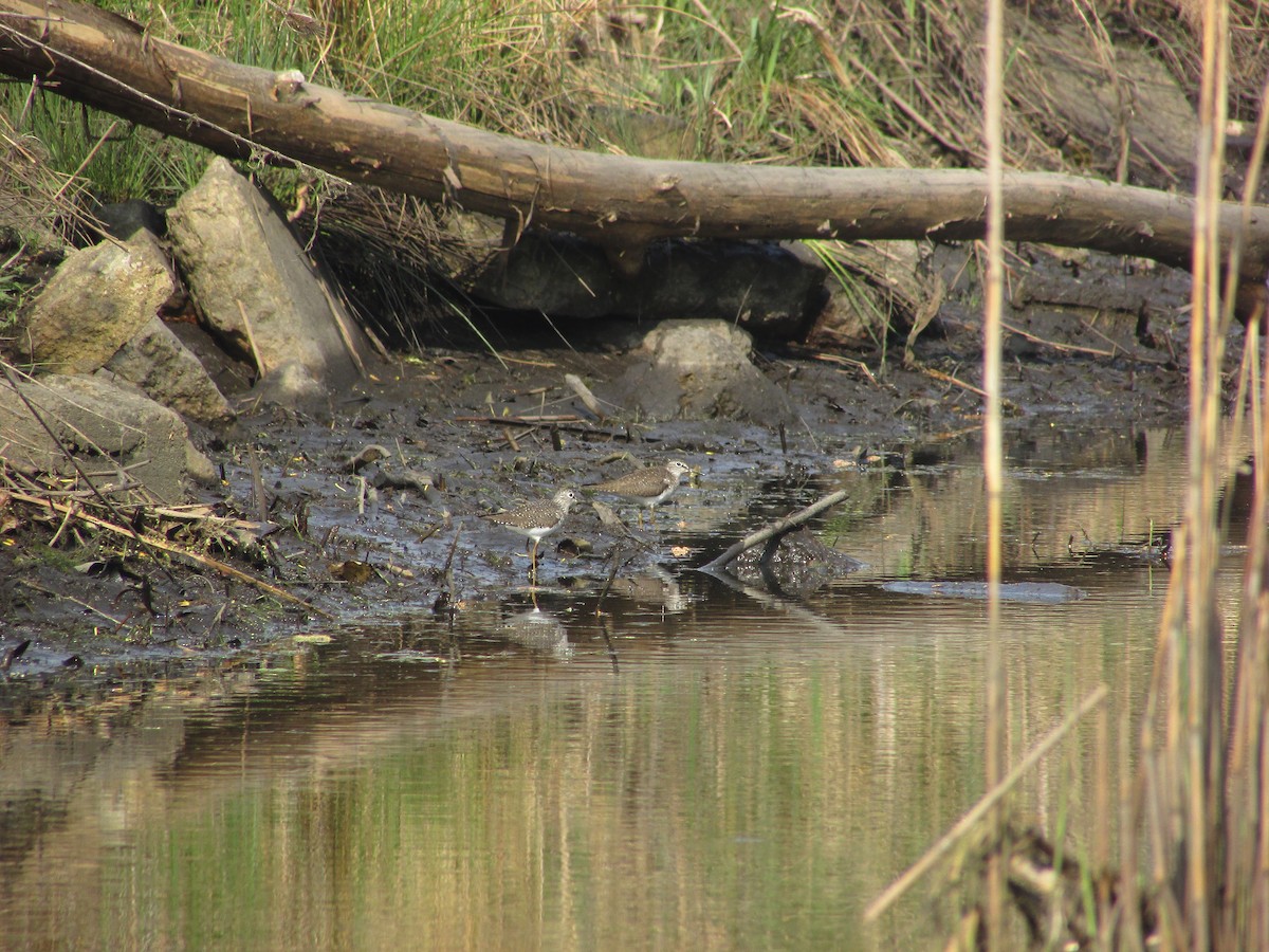 Solitary Sandpiper - ML634660422