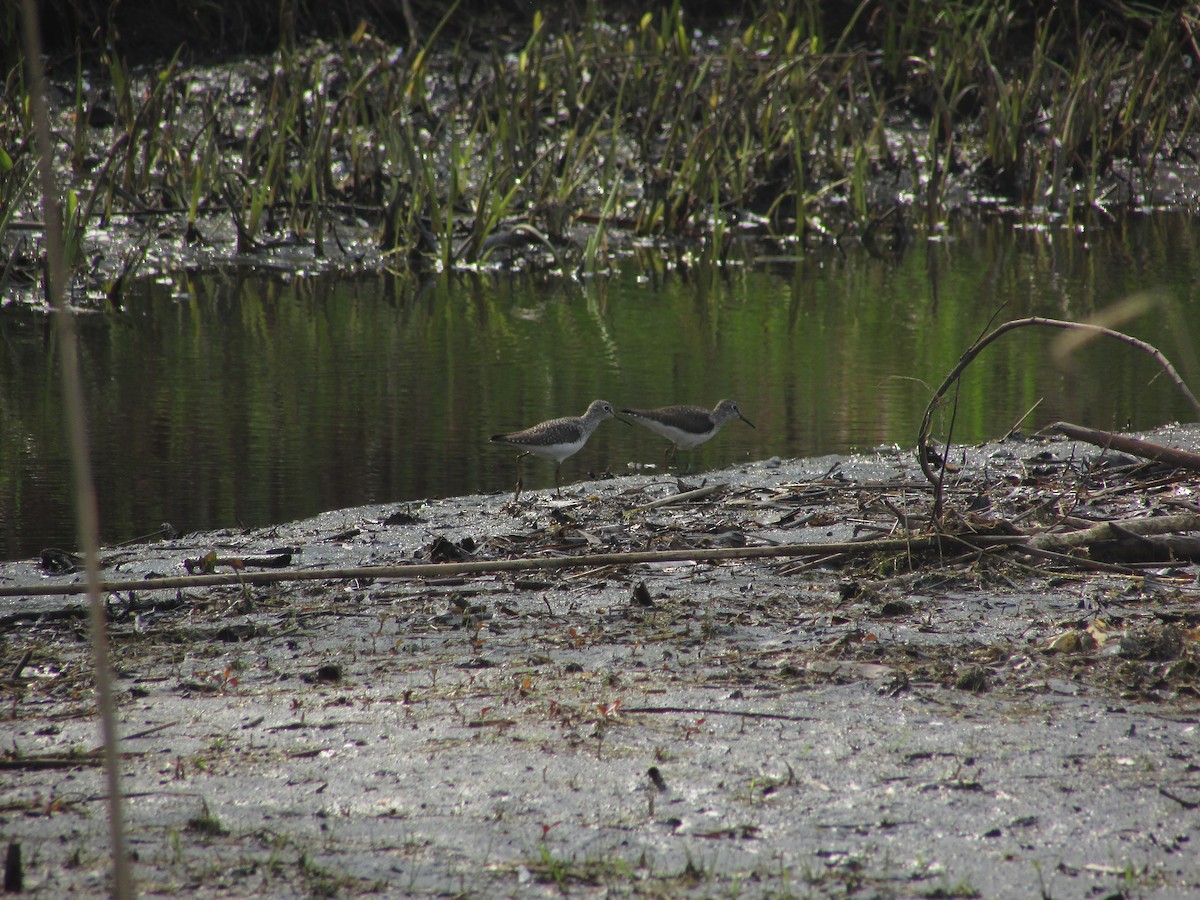 Solitary Sandpiper - ML634660435