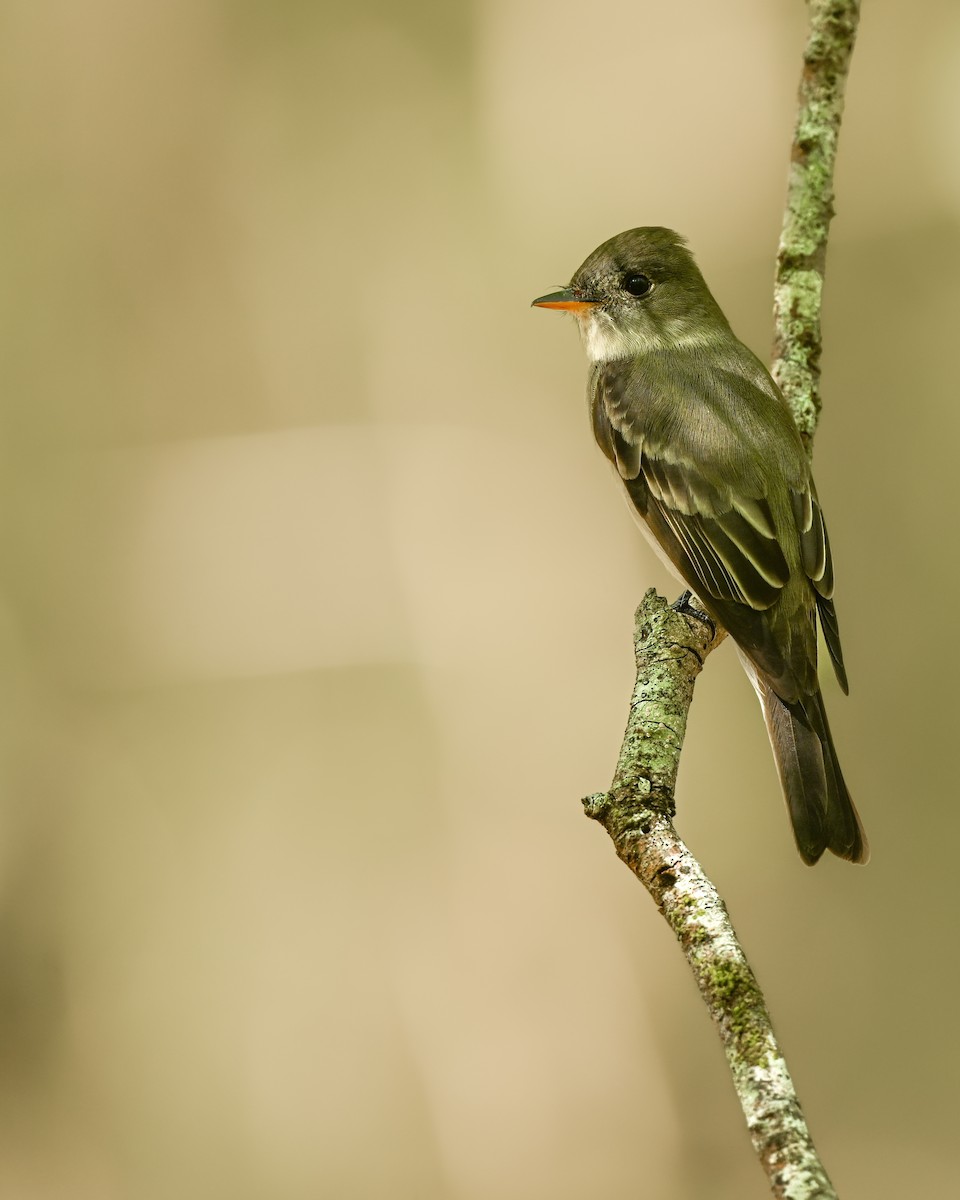 Eastern Wood-Pewee - ML634660454