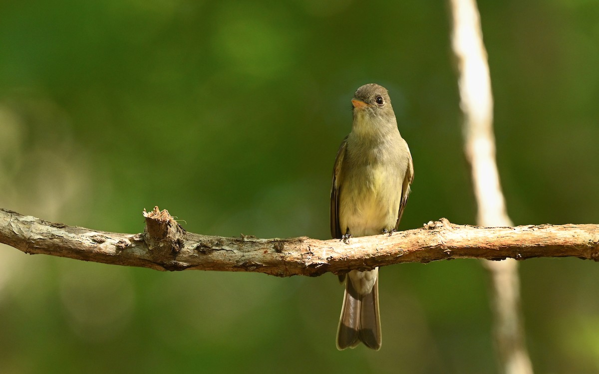 Eastern Wood-Pewee - ML634660455
