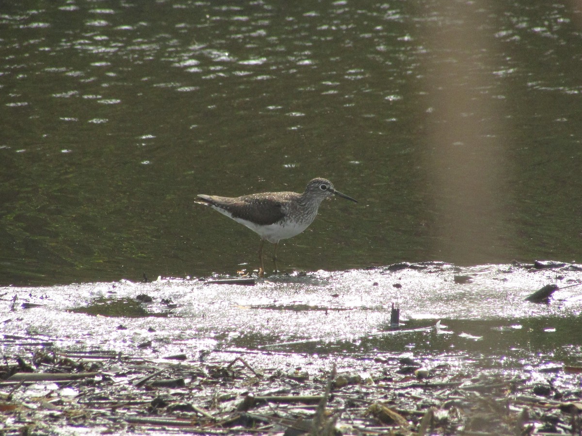 Solitary Sandpiper - ML634660456