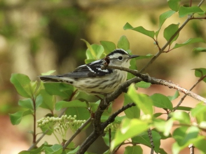 Blackpoll Warbler - ML634660476