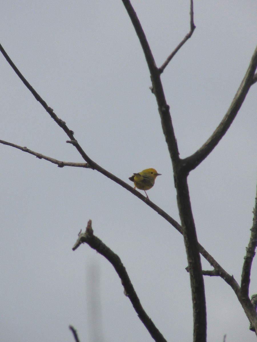 Northern Yellow Warbler - ML634660558