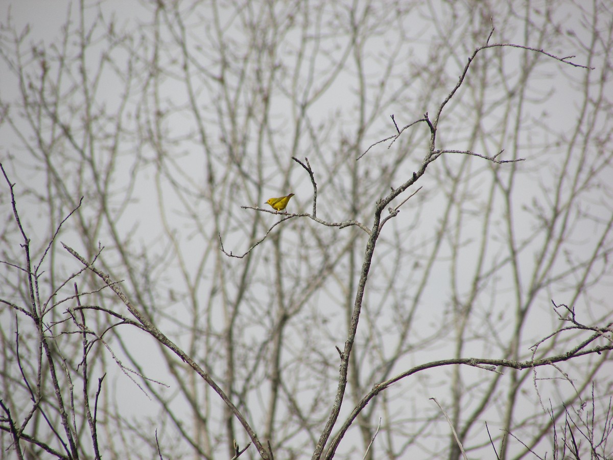 Northern Yellow Warbler - ML634660567