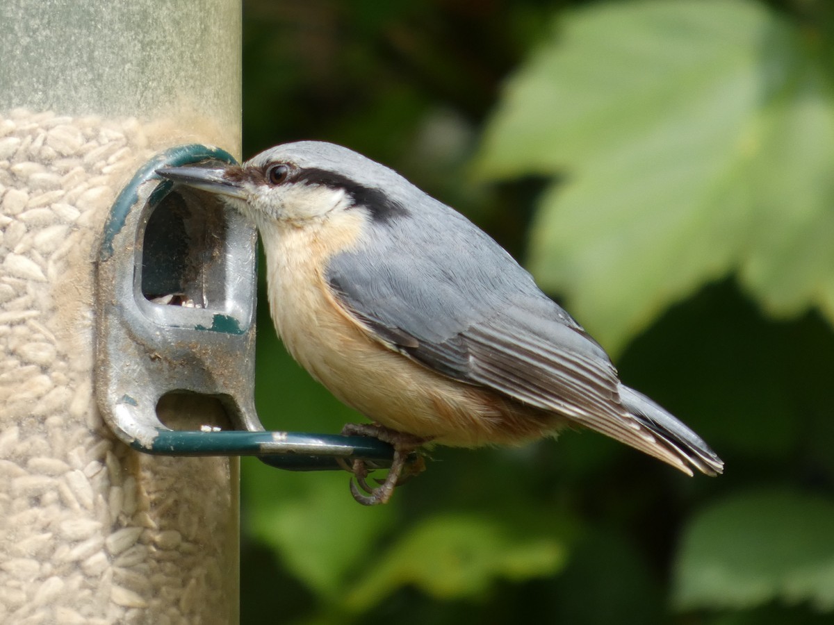 Garrapo eurasiarra - ML634660583
