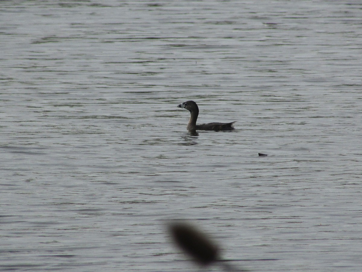 Pied-billed Grebe - ML634660699