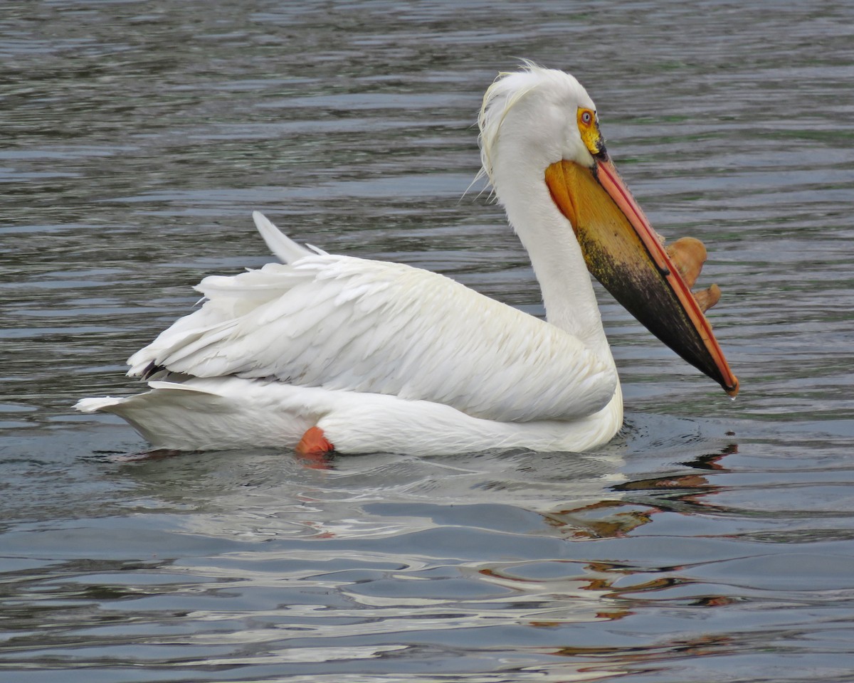 American White Pelican - ML634660730