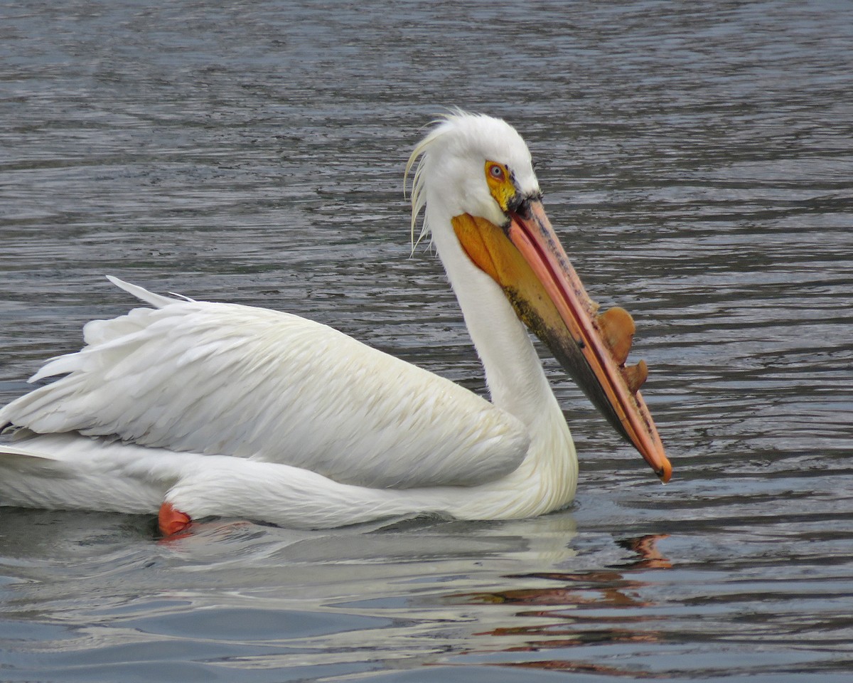 American White Pelican - ML634660731