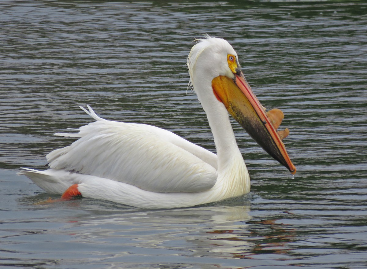 American White Pelican - ML634660732