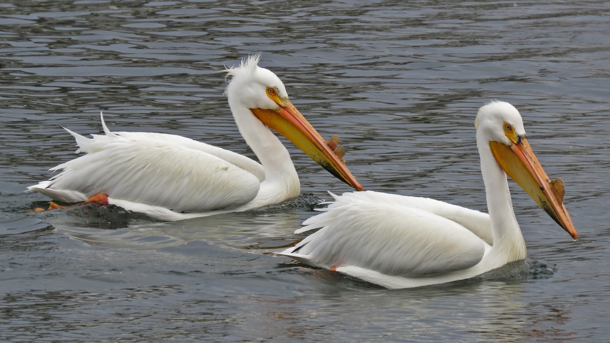 American White Pelican - ML634660739