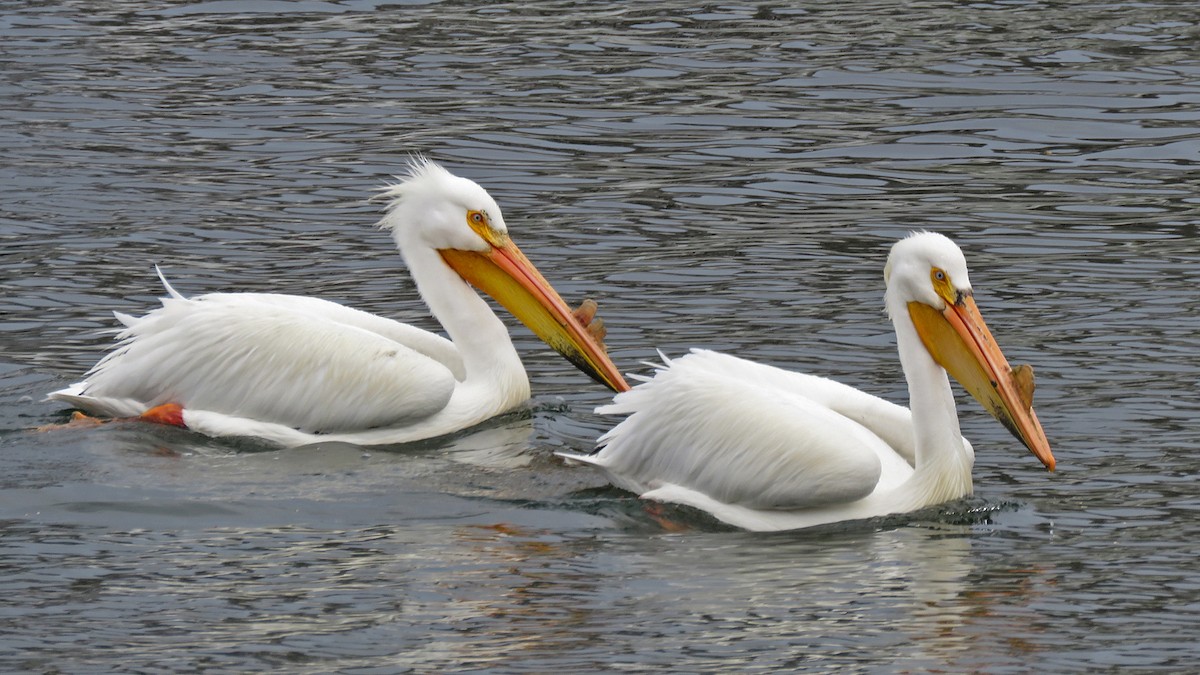 American White Pelican - ML634660740