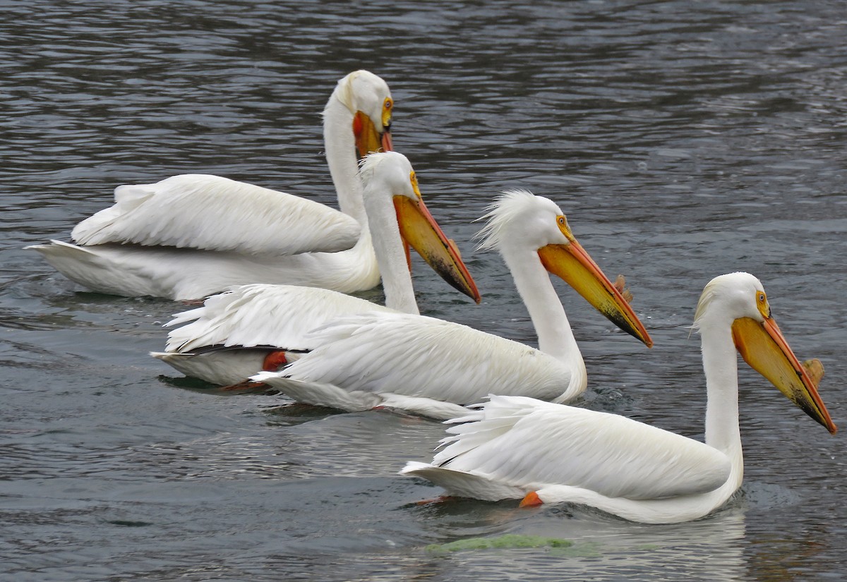 American White Pelican - ML634660750