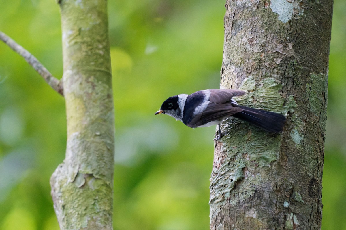 Pied Monarch - ML634660764