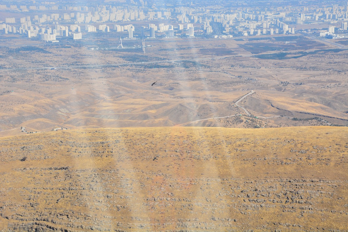 פרס - ML634660861