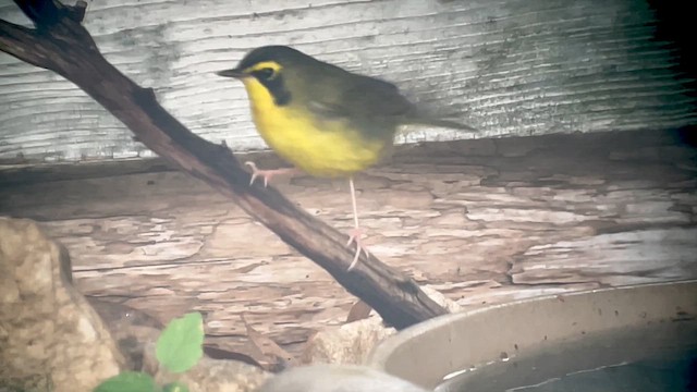 Kentucky Warbler - ML634660866