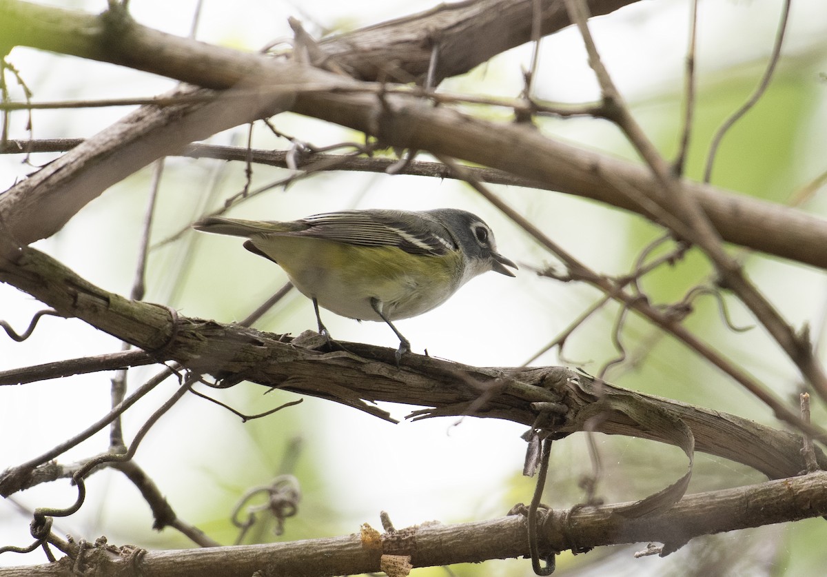 Blue-headed Vireo - ML634660875