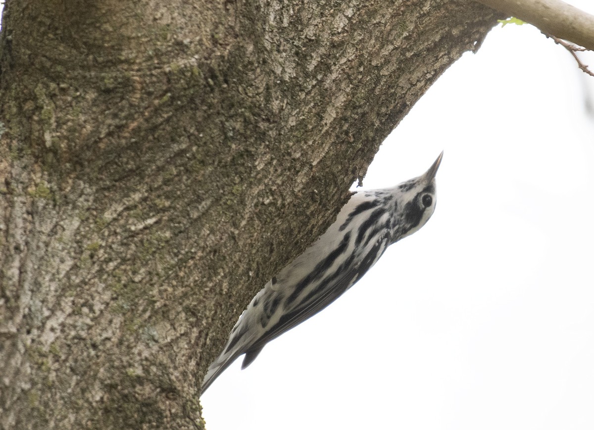 Black-and-white Warbler - ML634660884
