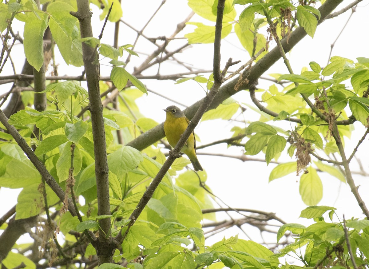 Nashville Warbler - ML634660889