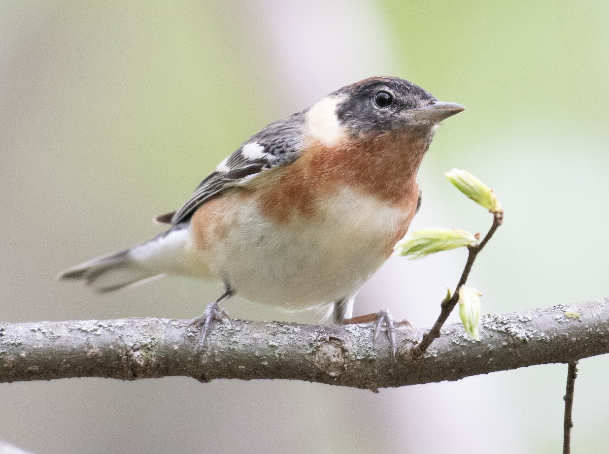 Bay-breasted Warbler - ML634660893