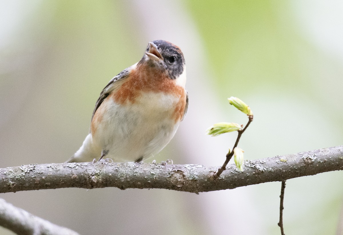 Bay-breasted Warbler - ML634660894