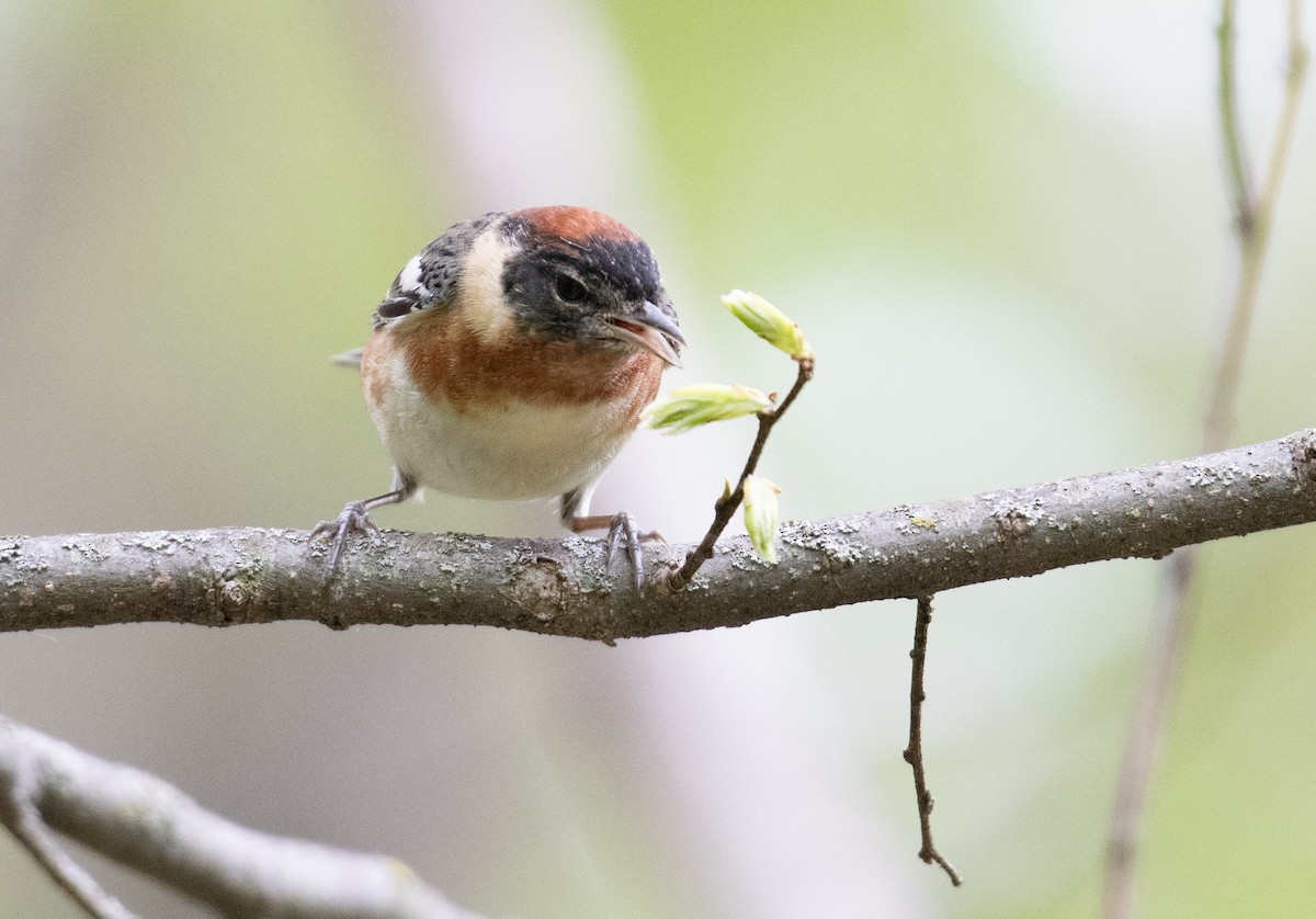 Bay-breasted Warbler - ML634660895