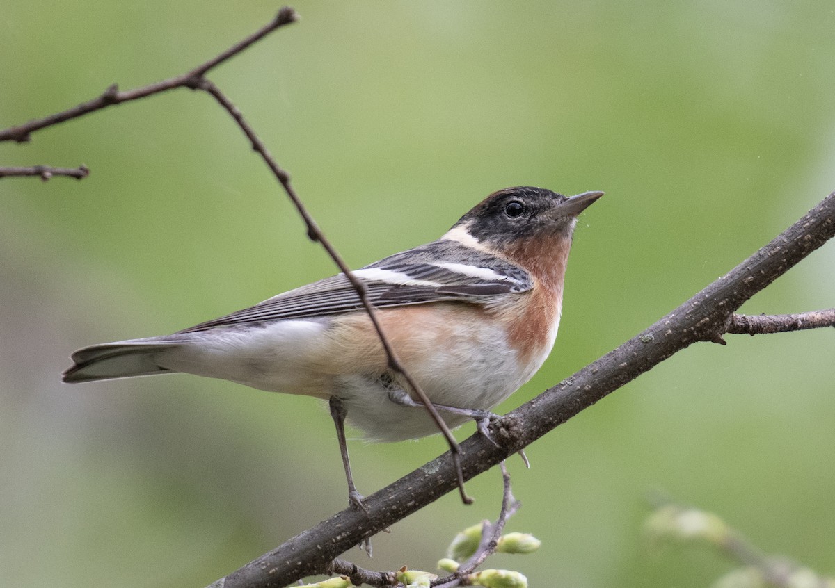 Bay-breasted Warbler - ML634660896