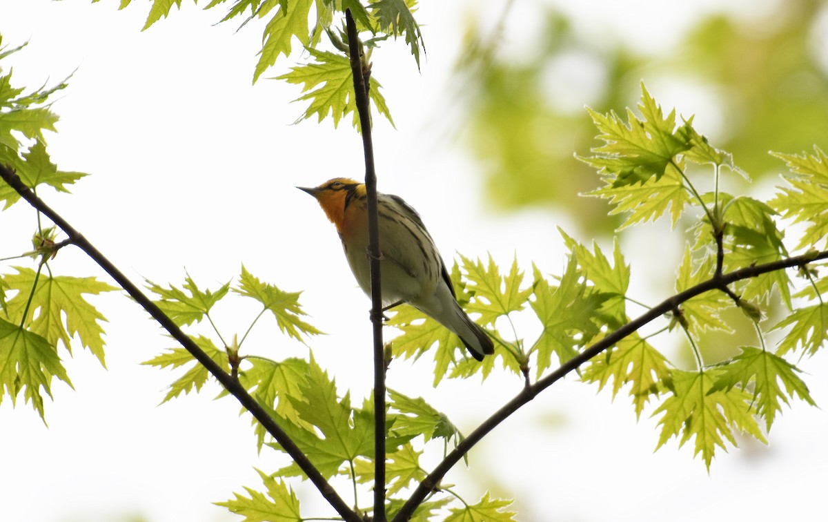 Blackburnian Warbler - ML634660900