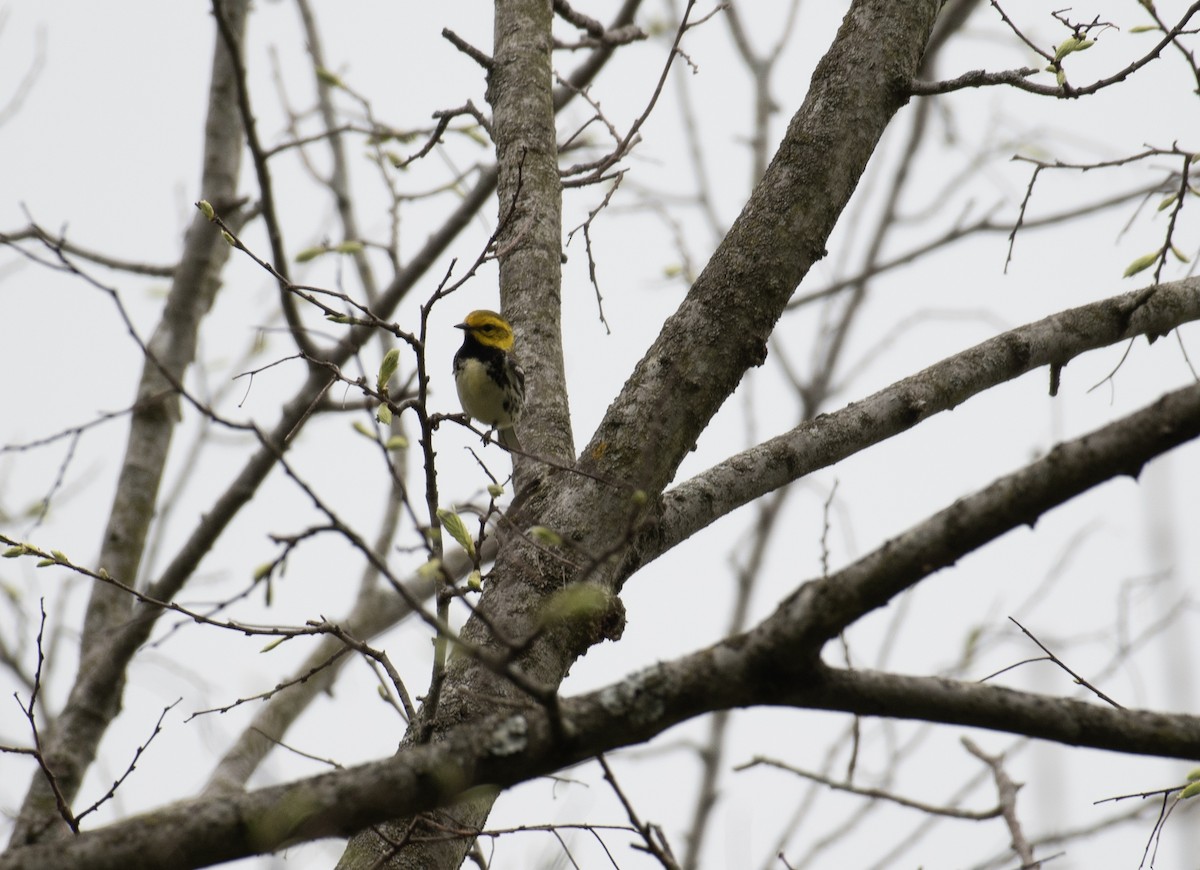 Black-throated Green Warbler - ML634660903