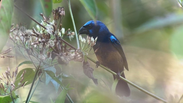 Blue Bunting (Middle America) - ML634660933