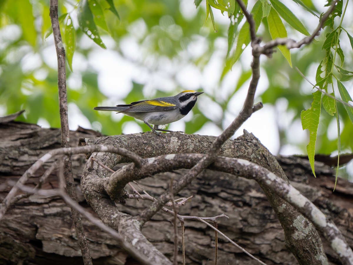 Golden-winged Warbler - ML634660973
