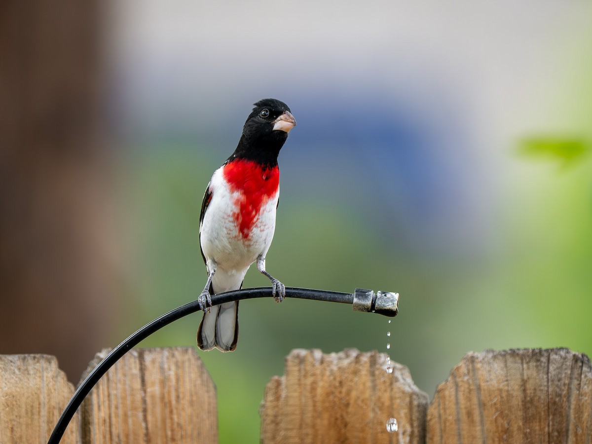 Rose-breasted Grosbeak - ML634660978