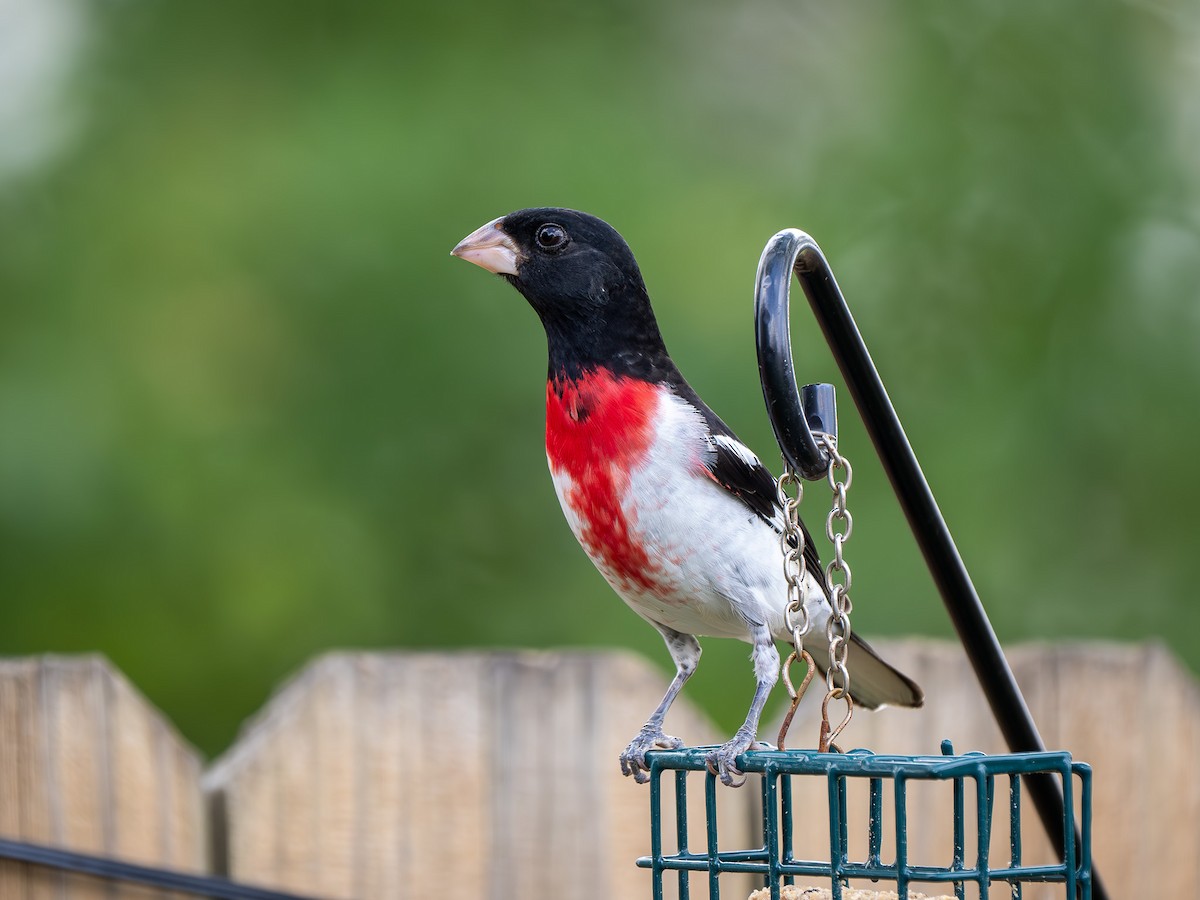Rose-breasted Grosbeak - ML634661025