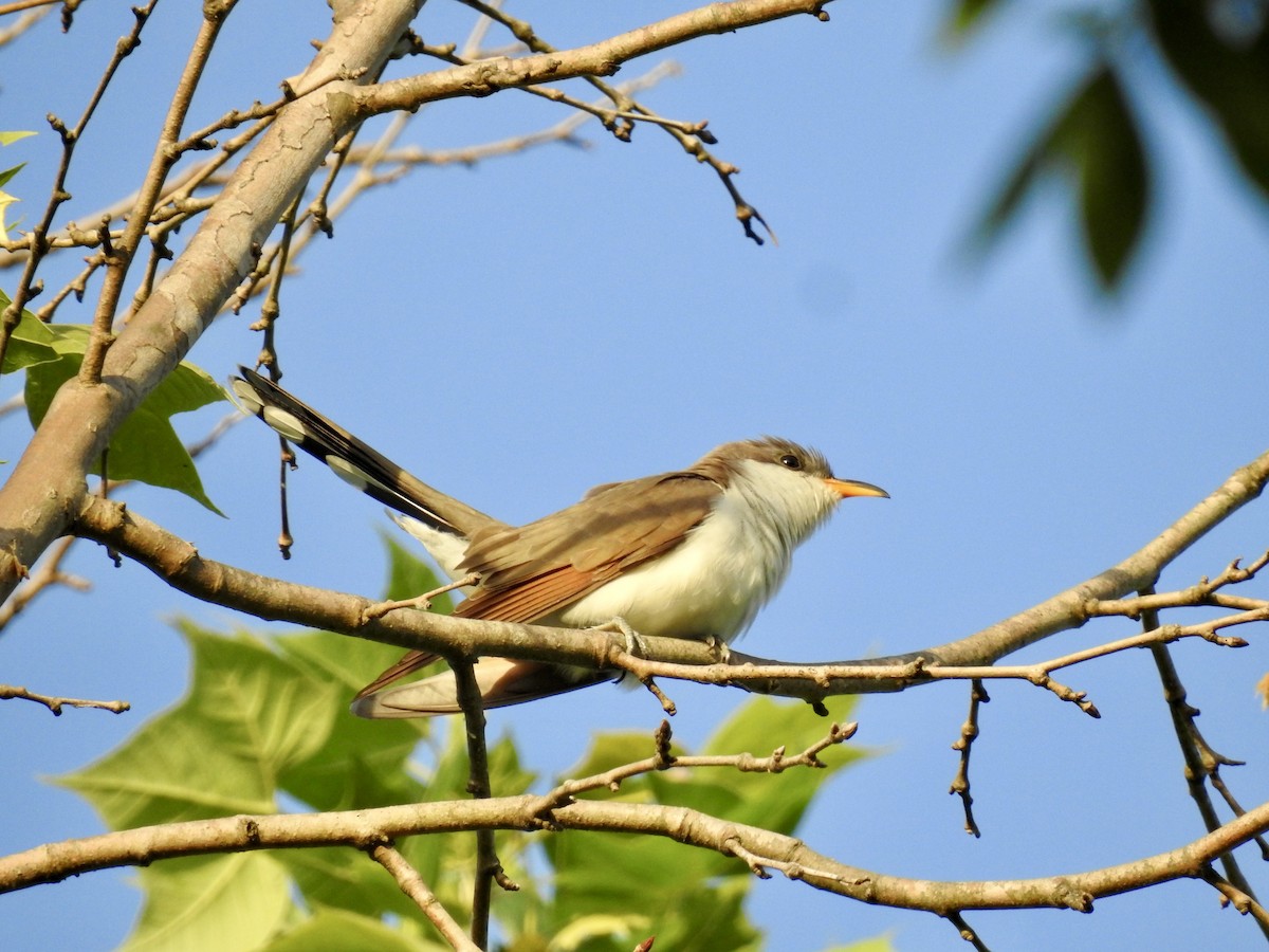 Yellow-billed Cuckoo - ML634661074