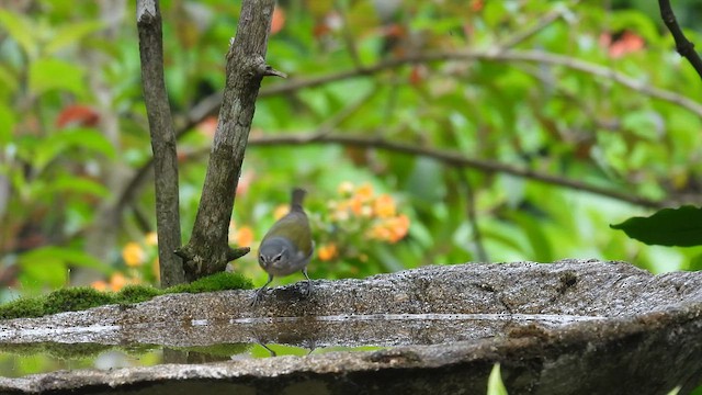 Tennessee Warbler - ML634661150