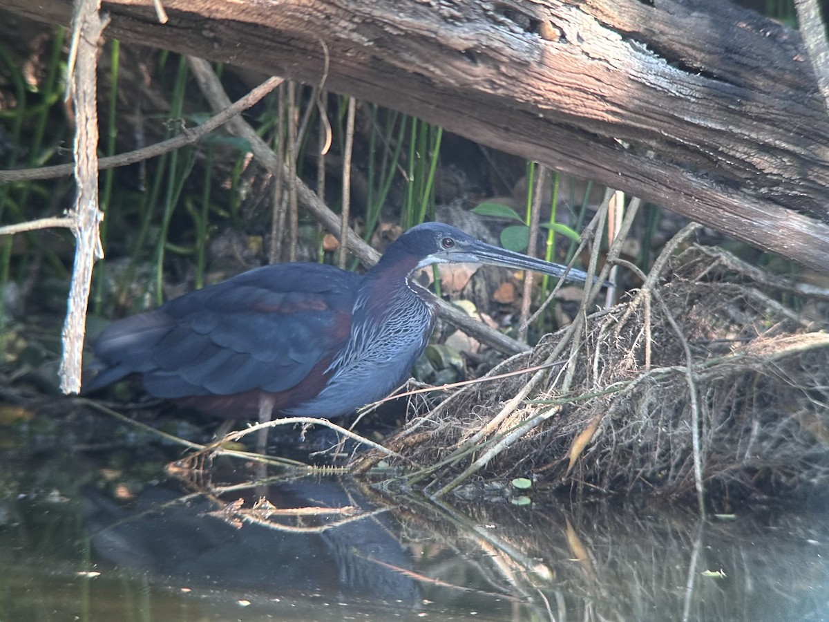 Agami Heron - ML634661157