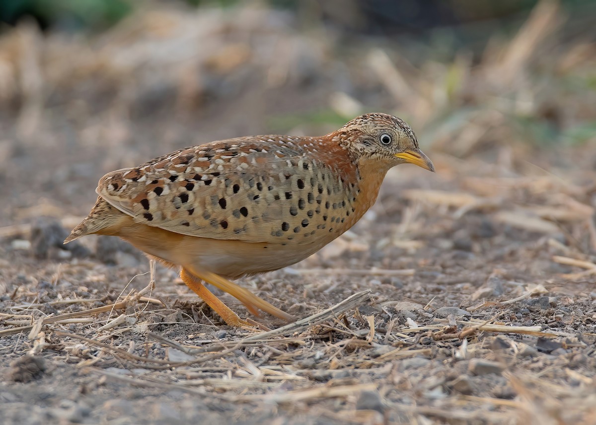 Yellow-legged Buttonquail - ML634661166