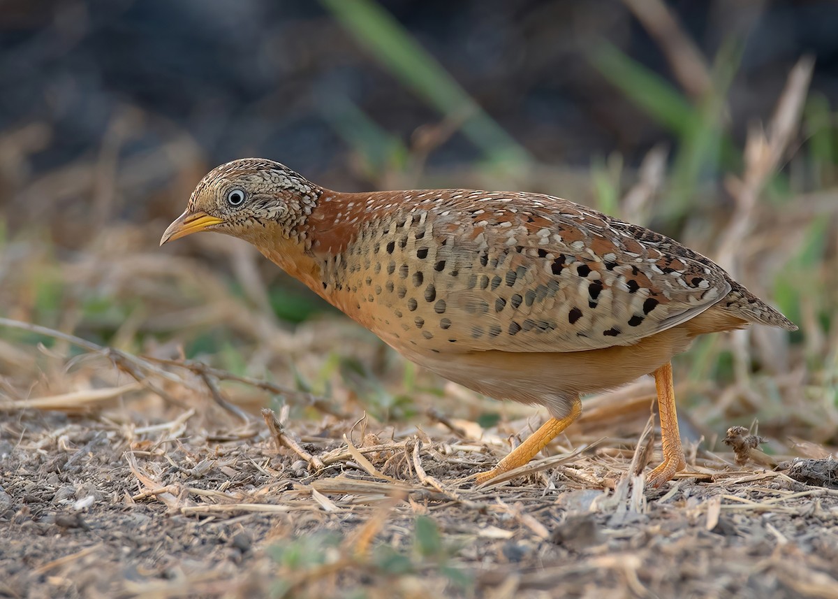 Yellow-legged Buttonquail - ML634661167